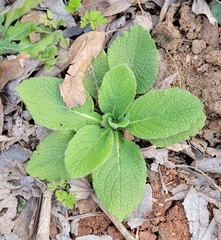 Carpesium abrotanoides