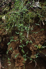 Galium densum