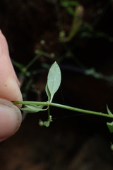 Galium densum