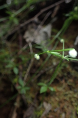 Galium densum