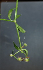 Galium densum