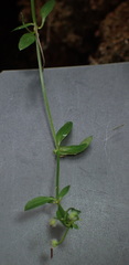 Galium densum