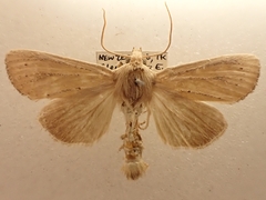 Ichneutica blenheimensis