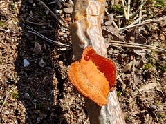 Trametes cinnabarina