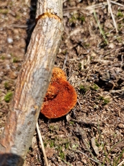 Trametes cinnabarina