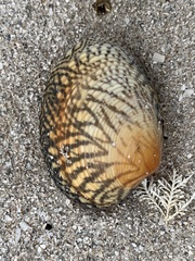 Katelysia rhytiphora