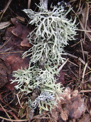 Evernia prunastri
