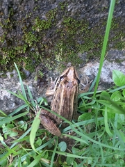 Leptodactylus paranaru
