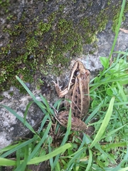 Leptodactylus paranaru