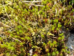 Cladonia fimbriata