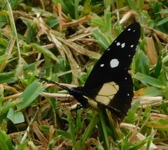 Amauris albimaculata