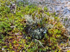 Cladonia fimbriata