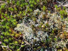 Cladonia fimbriata