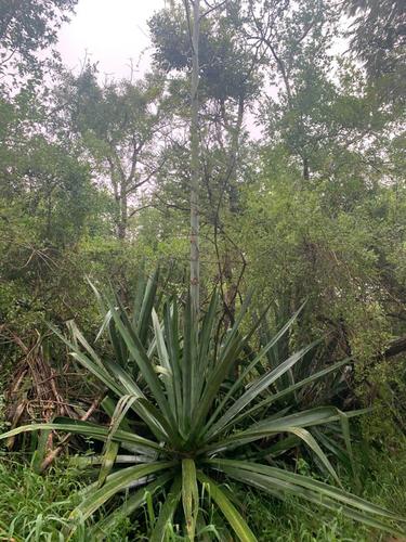 Agave sisalana image