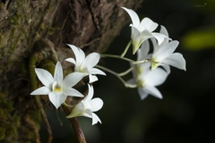 Dendrobium barbatulum