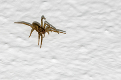 Agraecina lineata
