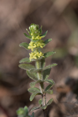 Cruciata pedemontana