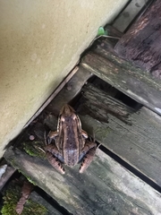 Leptodactylus paranaru