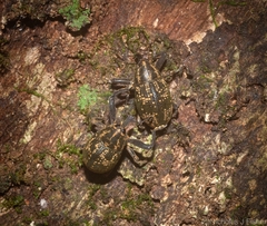 Perissops mucidus