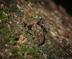 Perissops mucidus