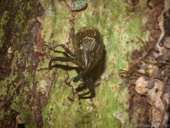 Perissops mucidus