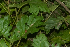Solanum chrysotrichum