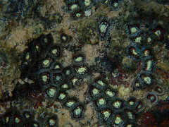 Zoanthus sansibaricus