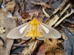Asota subsimilis