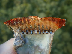 Pterioidea