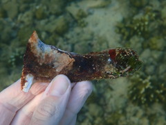 Pterioidea