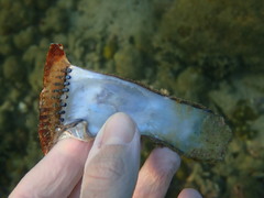 Pterioidea