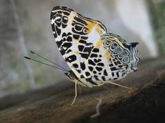 Symbrenthia hypselis