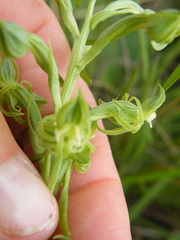 Habenaria mossii