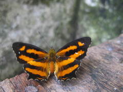 Symbrenthia hypselis