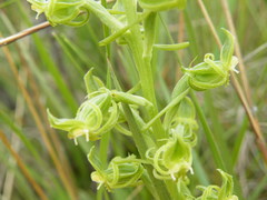 Habenaria mossii