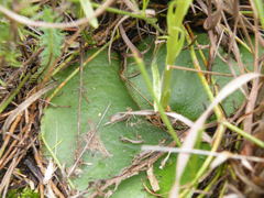 Habenaria mossii