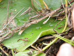 Habenaria mossii