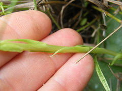 Habenaria mossii
