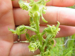 Habenaria mossii