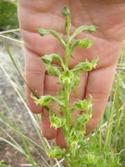 Habenaria mossii
