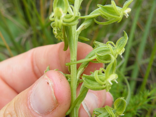 Image of Habenaria mossii by (c) Antoinette Eyssell Knox, some rights reserved (CC BY-SA)