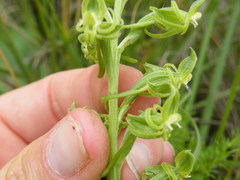 Habenaria mossii