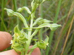 Habenaria mossii
