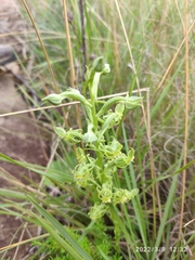 Habenaria mossii