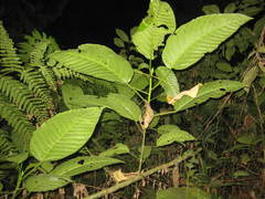 Dendrocnide stimulans