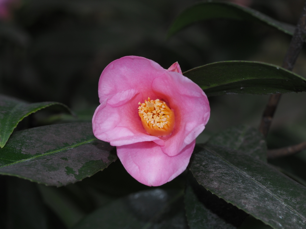 Camellia uraku