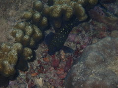 Epinephelus coeruleopunctatus