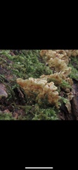 Cerrenaceae