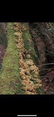 Cerrenaceae
