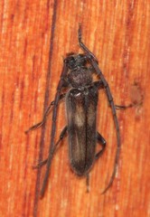 Crinarnoldius maculatus